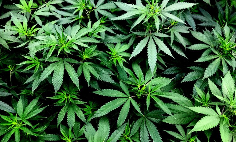 Could CBD Eventually Become An Antibiotic