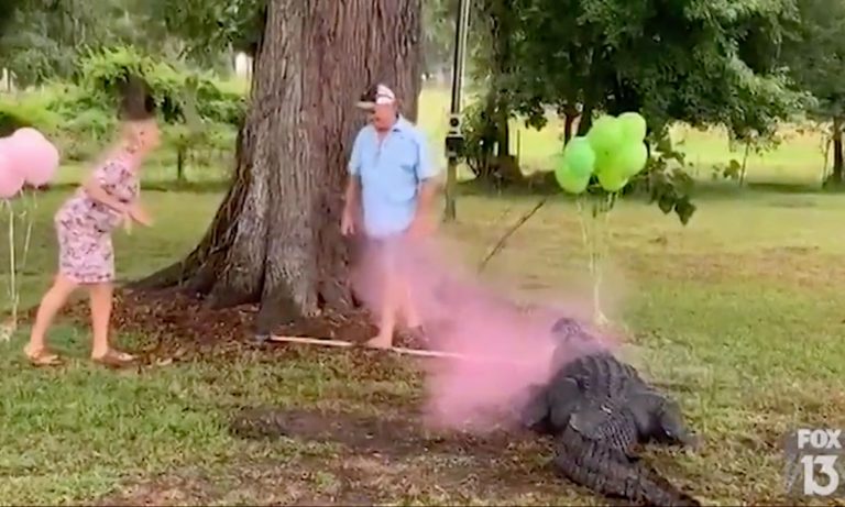 Couple In Florida Uses Pet Alligator To Reveal The Gender Of Their Baby