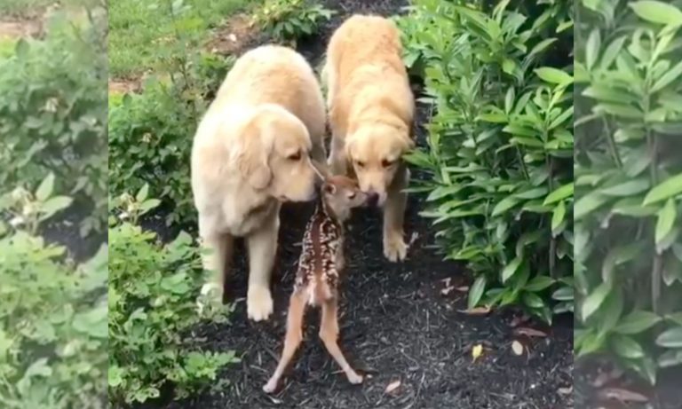 5 Videos Of Cute Animals To Get You Through This Week: June 10