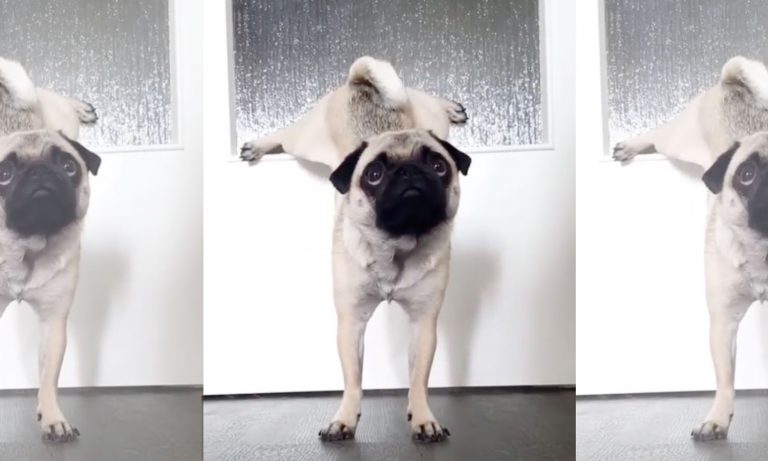 Videos Of Cute Animals To Get You Through This Week: June 17