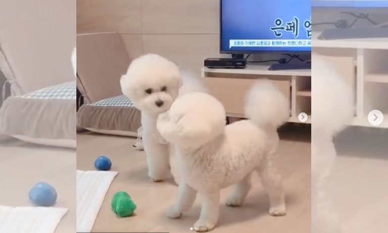 5 Videos Of Cute Animals For This Week: June 24