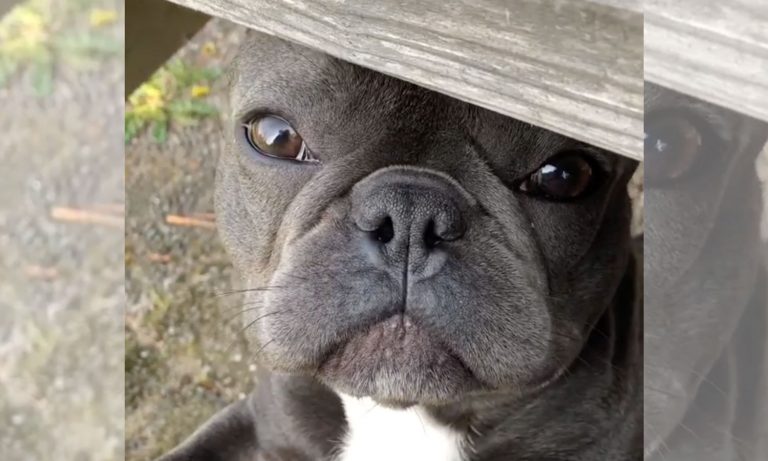 5 Videos Of Cute Animals To Get You Through This Week: June 3