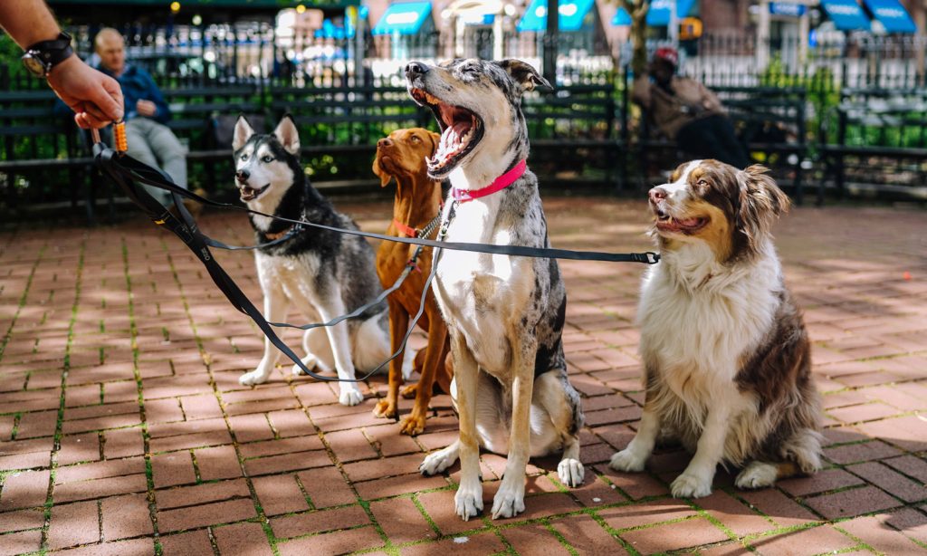 dog eyes have changed since they started to spend so much time with humans