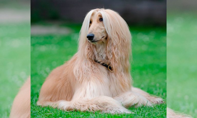 Dogs Of Instagram: Afghan Hound