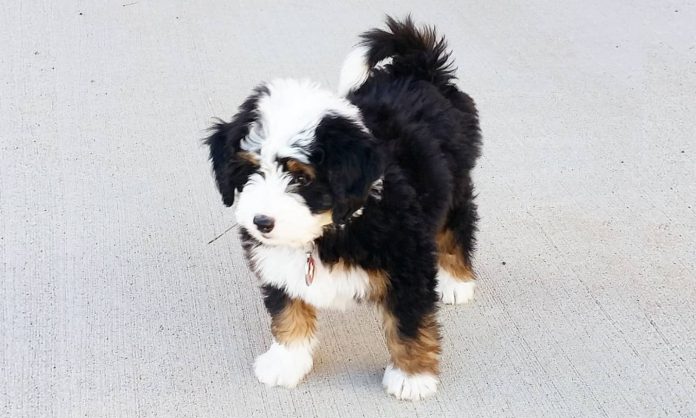 greater swiss mountain dog and poodle mix