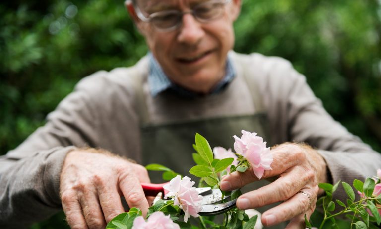 Can Cannabis Help Older Generations Feel Better And Work Longer