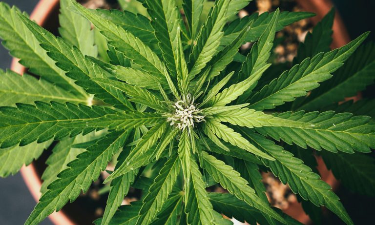 Low-THC Marijuana A Safer Substitute For Anti-Anxiety Meds