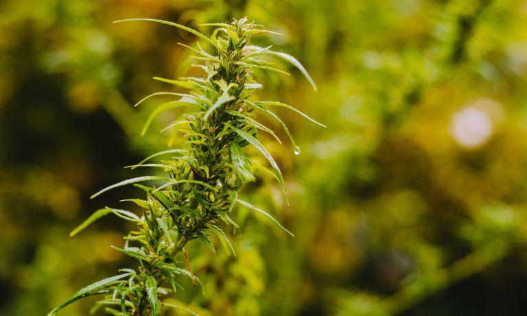 Marijuana Vs. Hemp, What’s The Difference?