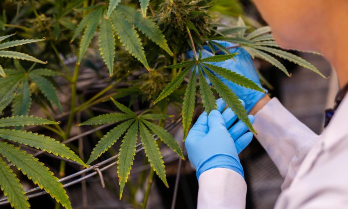president trump could make marijuana legalization key issue in 2020