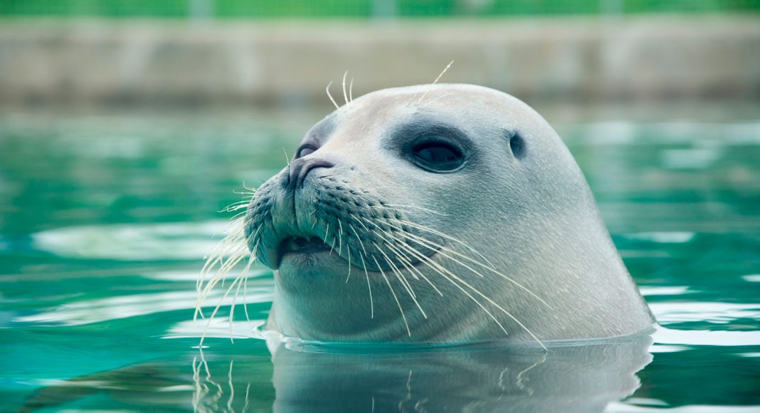 Seals trained to sing Star Wars theme