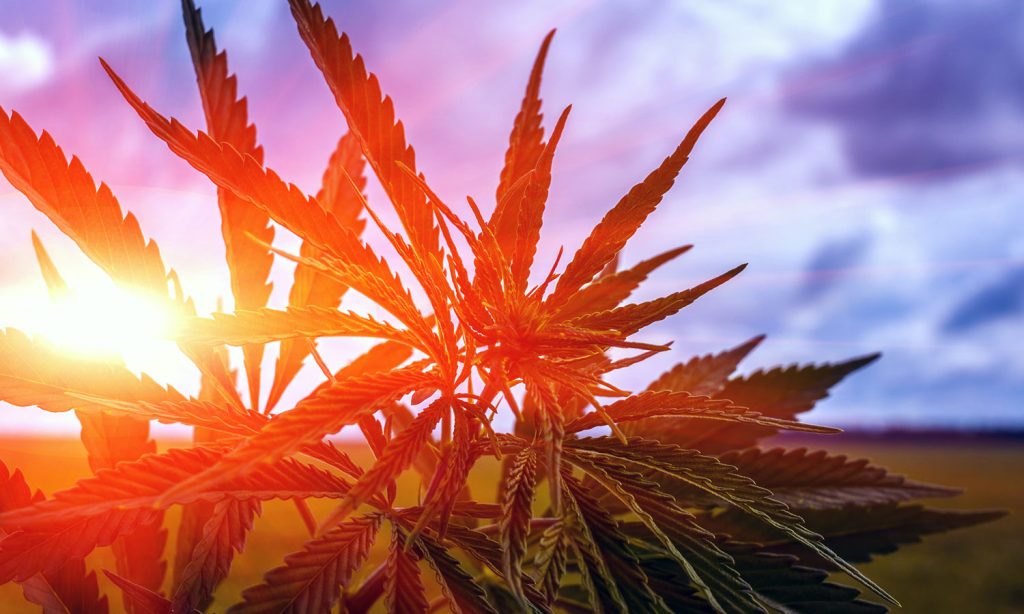 so you want to learn how to grow marijuana outdoors