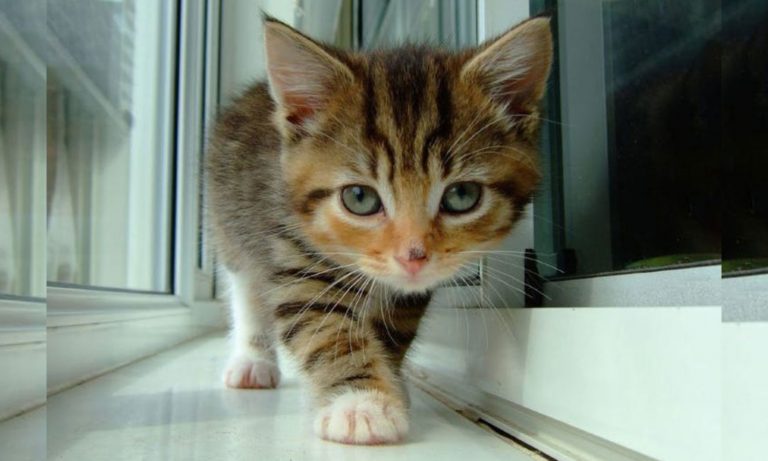 Study Shows The Paw-sitive Effects Of Watching Cat Videos