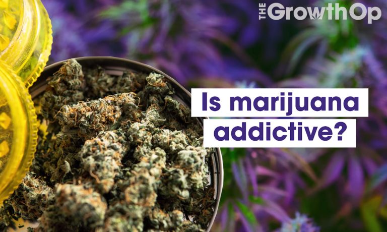 VIDEO: How To Recognize Cannabis Use Disorder And Marijuana Addiction