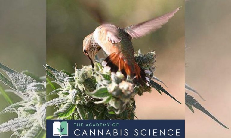 Weedstagram: If You’re Serious About The Cannabis Industry You Should Follow The ‘Academy Of Cannabis Science’