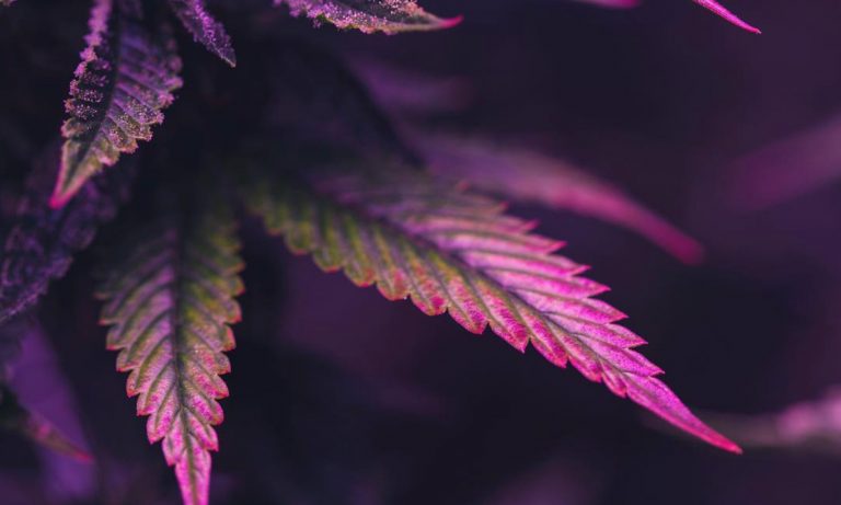 Photographer Attempts To Change People’s Weed Perception