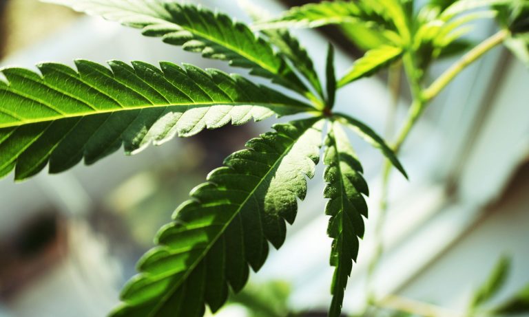 Why Marijuana Companies Are Rebranding Themselves As Health Care Companies