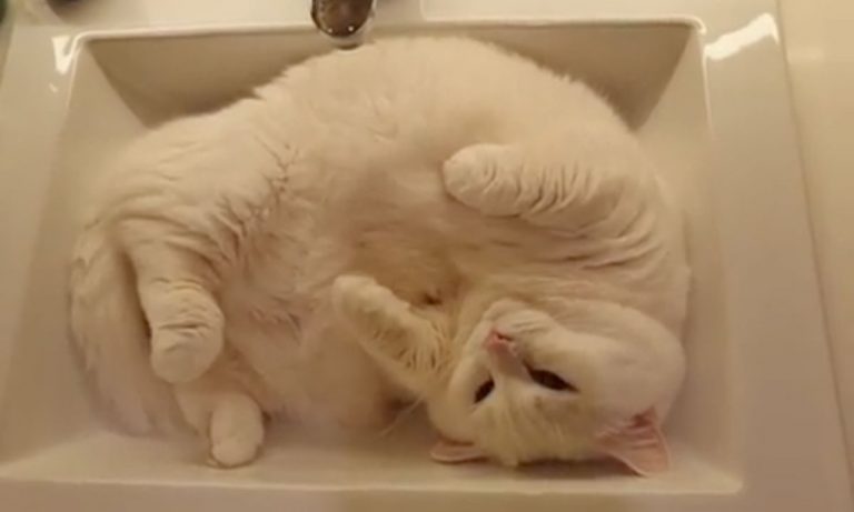 5 Videos Of Cute Animals To Get You Through This Week: July 15