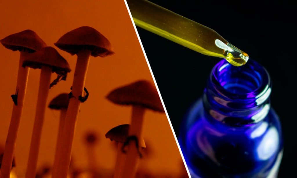 both cbd and psilocybin show potential in fighting alcohol use disorder