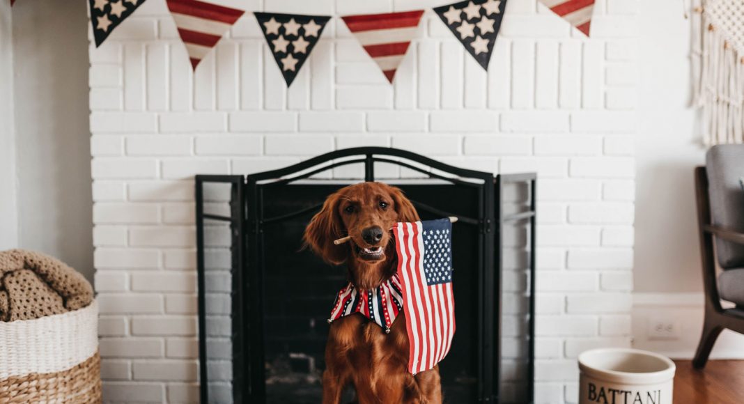 Can CBD Protect Your Dog Against Fireworks Anxiety