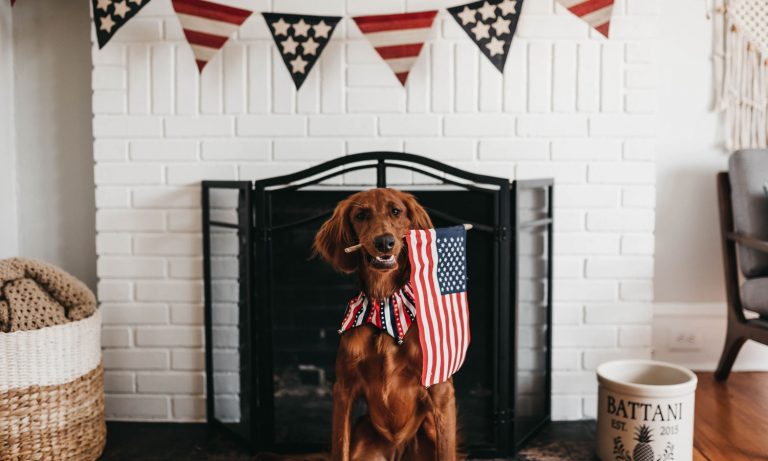 Can CBD Protect Your Dog Against Fireworks Anxiety
