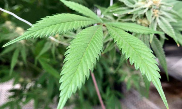 Cannabis: Misinformation About CBD Can Be Life-Threatening