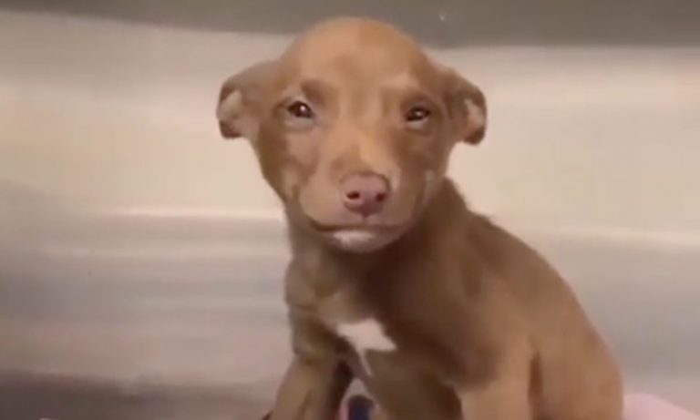 5 Videos Of Cute Animals To Get You Through This Week: July 1