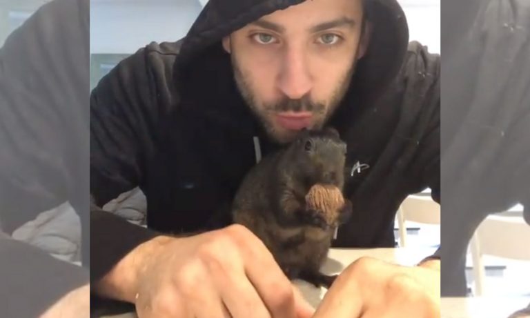 5 Videos Of Cute Animals To Get You Through The Week: July 22