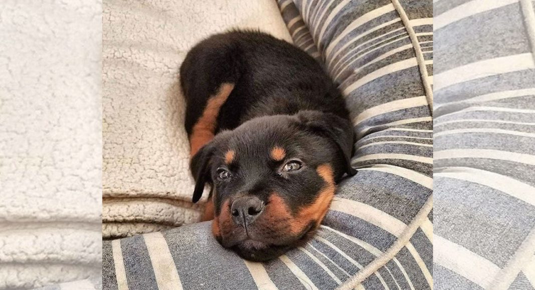 Dogs of Instagram: Rottweiler - The 