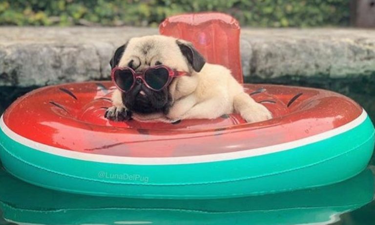 Stop What You’re Doing And Look At These 14 Dogs On Floaties