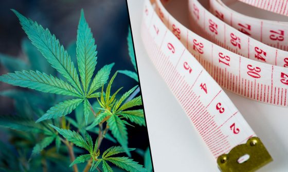 How CBD Can Potentially Combat Obesity