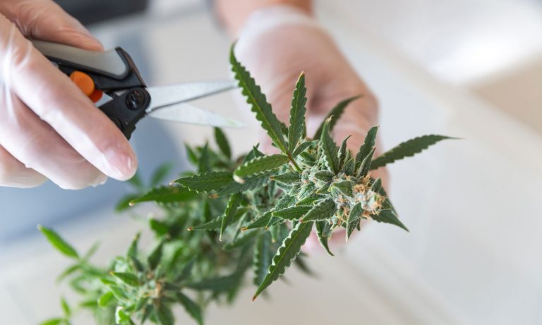 Good News If You Want To Work In The Cannabis Industry