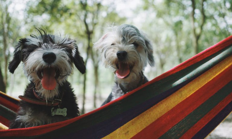 Online Fraud From Posting Pet Pics?