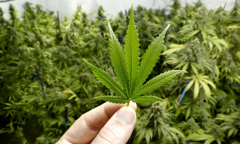 Data Shows Marijuana To Help Curb Cannabis Addiction