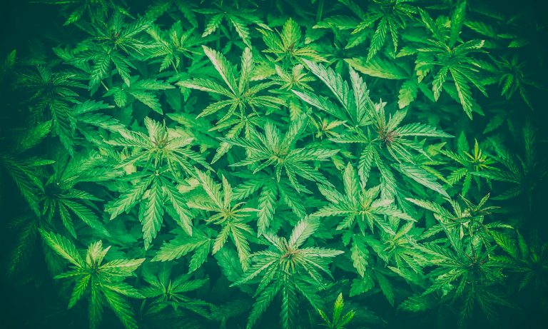 The FDA’s Problem With Hemp-CBD