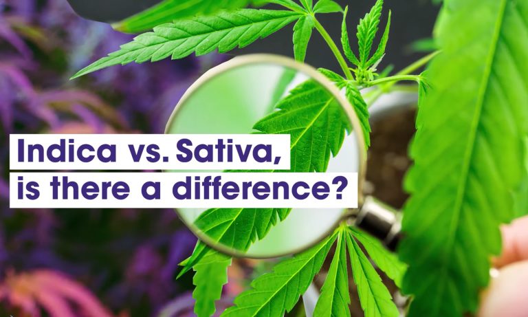 The Difference Between Marijuana’s Sativa And Indica