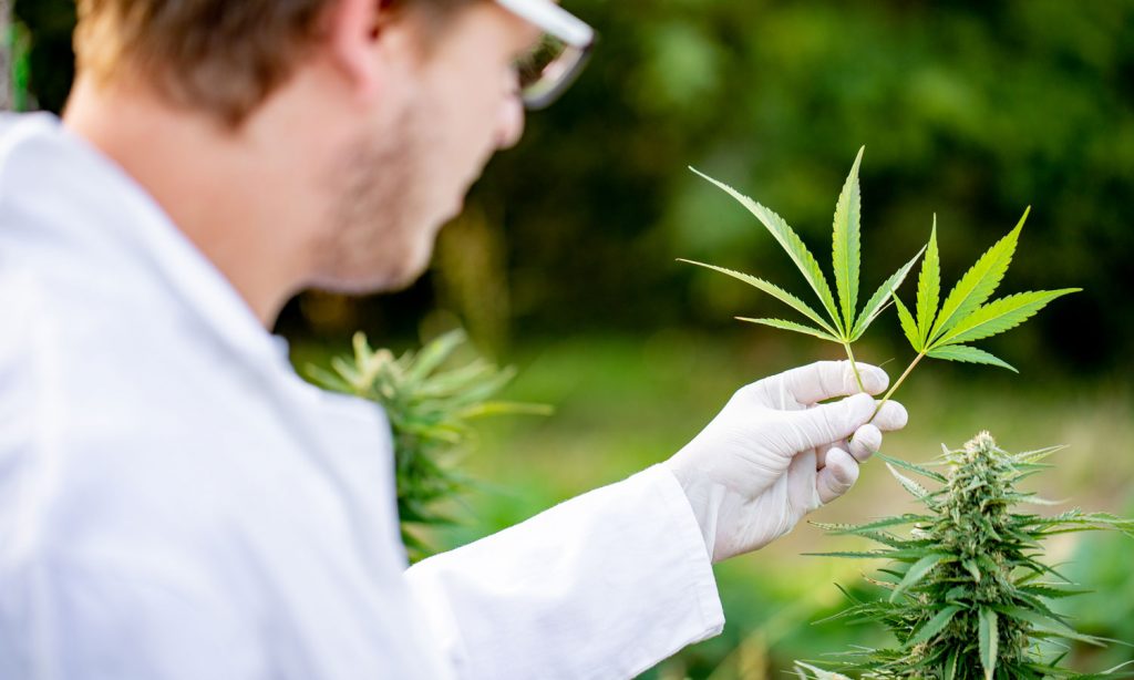 why is the dea flipping the middle finger at marijuana researches