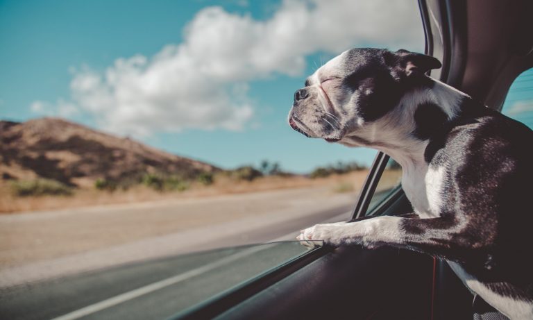 CBD Oil And Stress For Pets