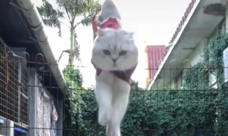 5 Videos Of Cute Animals To Get You Through This Week: August 26