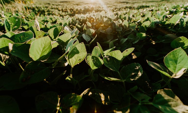 Antioxidants In Soybeans May Protect Against Marijuana-Related Heart Damage