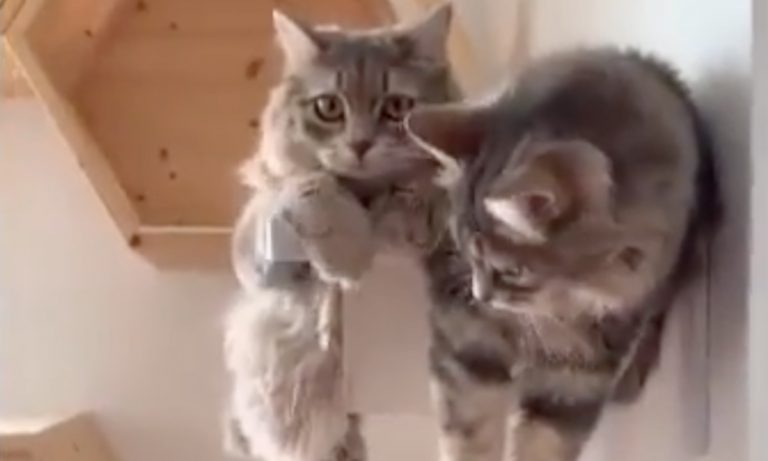 5 Videos Of Cute Animals To Get You Through This Week: August 12