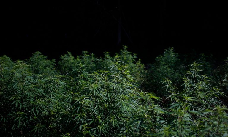 Can I Grow Legal Industrial Hemp