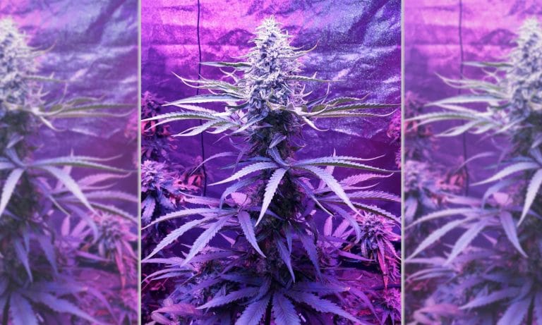 Weedstagram: Royal Queen Seeds Is An Informative And Visually Striking Instagram Account