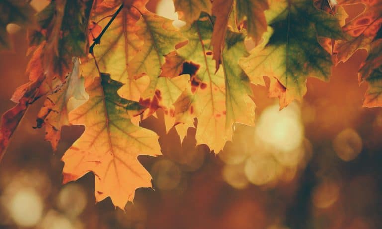 3 Things To Know About Fall Allergies And Marijuana
