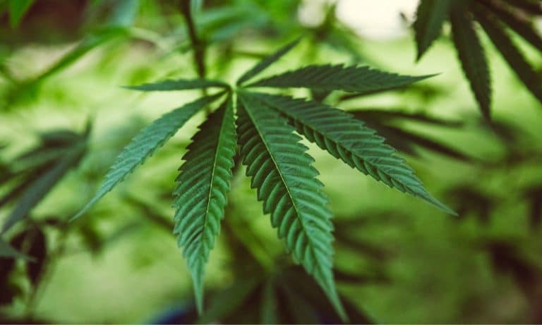 5 Of The Best CBD Products Under $30