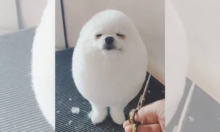 5 Videos Of Cute Animals To Get You Through This Week: September 16