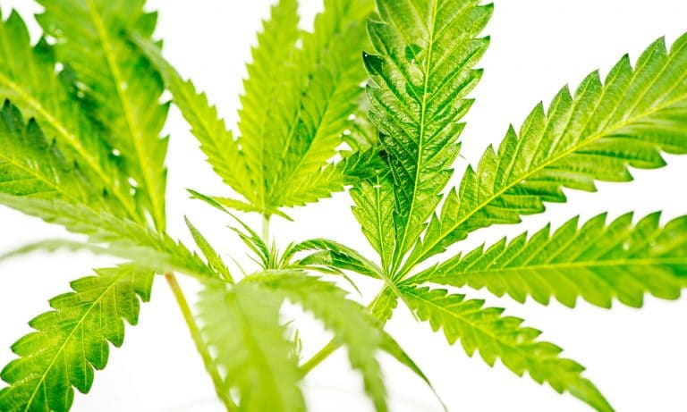 What Is THCV And Can It Help You Lose Weight?