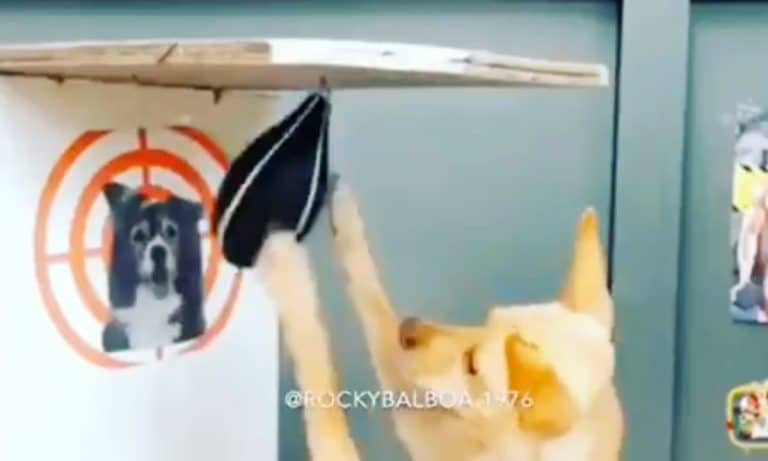 5 Videos Of Cute Animals To Get You Through This Week: September 2