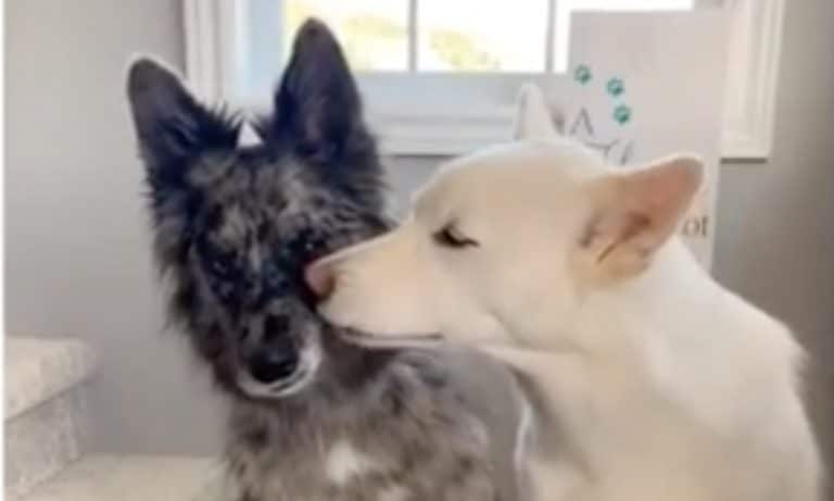 5 Videos Of Cute Animals To Get You Through The Week: September 23