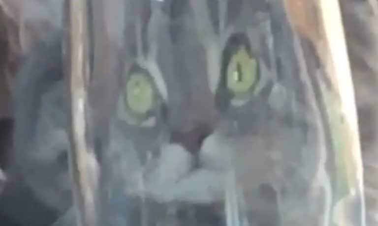 5 Videos Of Cute Animals To Get You Through This Week: September 9