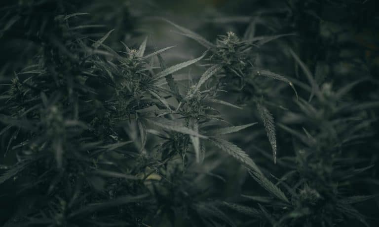 Does Overregulation Drive Black Market Marijuana